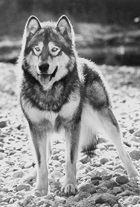 actor Jed large photo