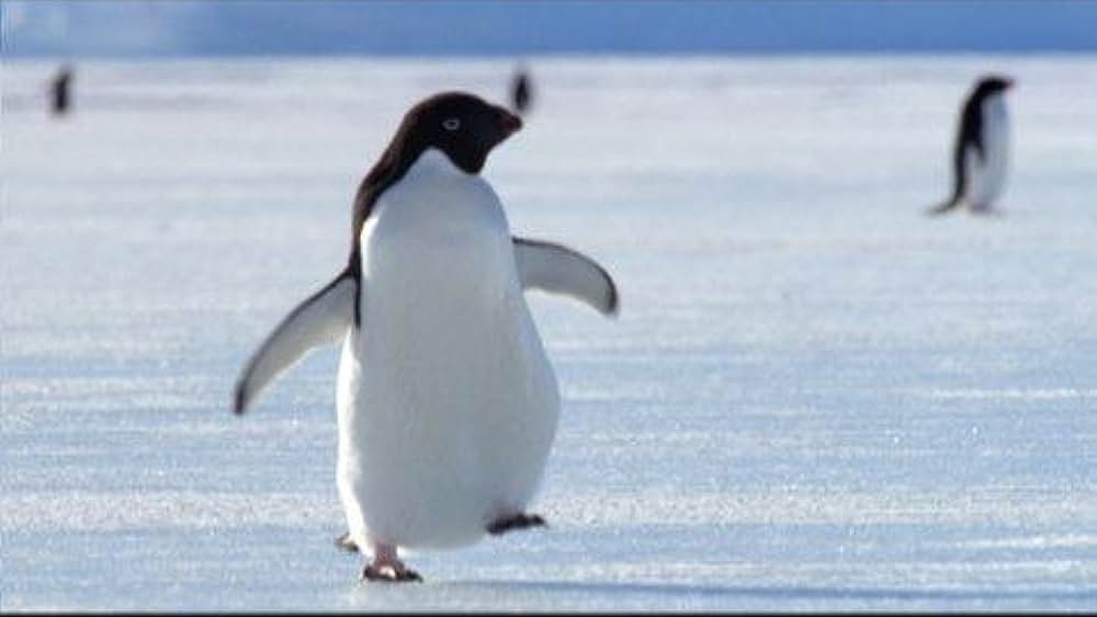 actor Richard Brooks Burton large photo