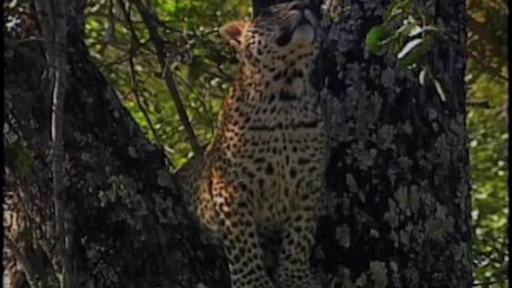 actor Paul Siebert large photo