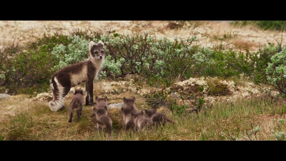 actor Prinssi large photo