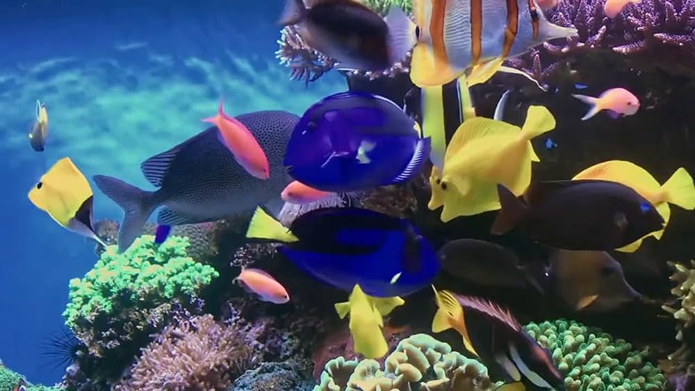 actor Kealoha Pisciotta large photo