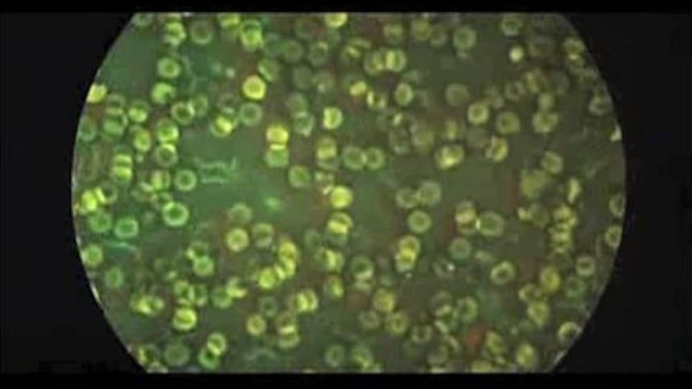 actor Brian Walsh large photo