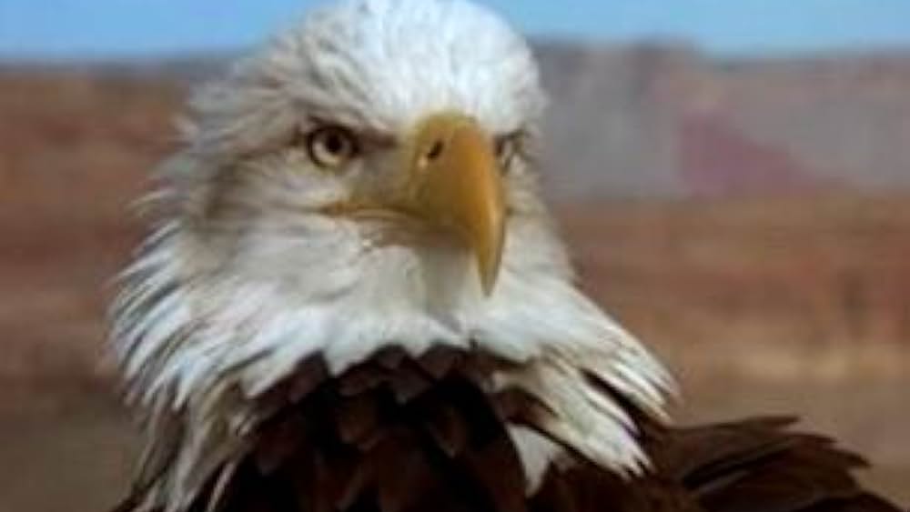 actor Philippe Labro large photo