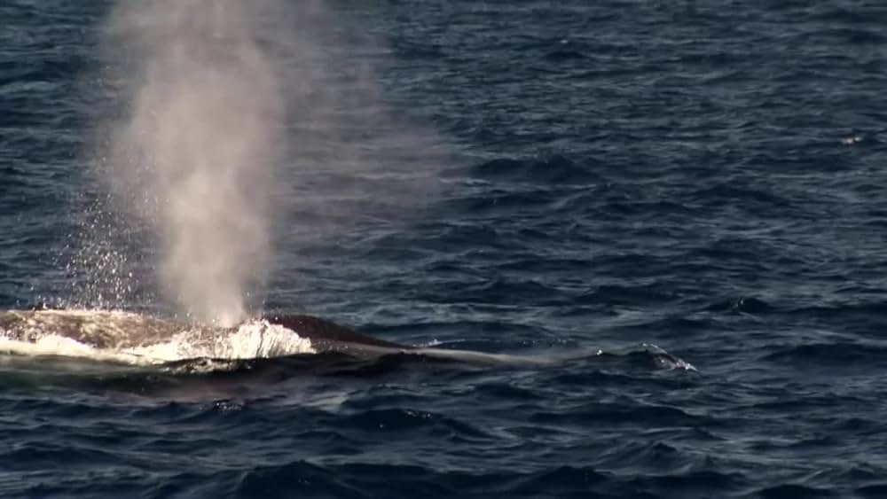 actor Cécile Magnet large photo