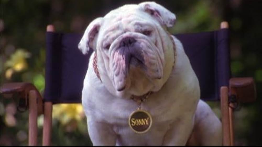 actor Jonathan Collard large photo