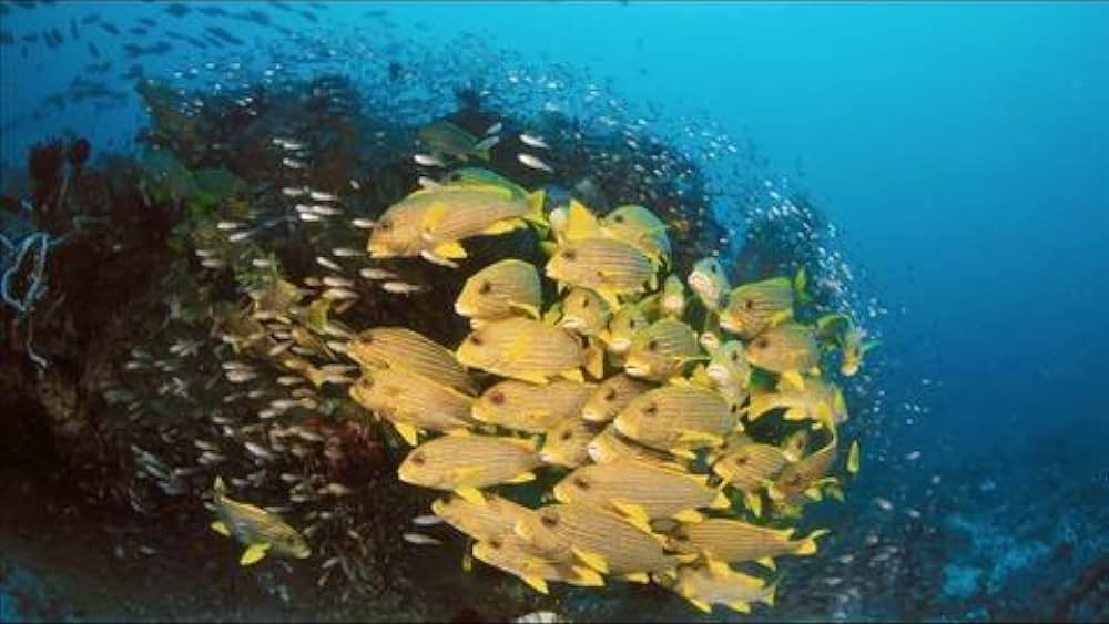 actor Howard Hall large photo