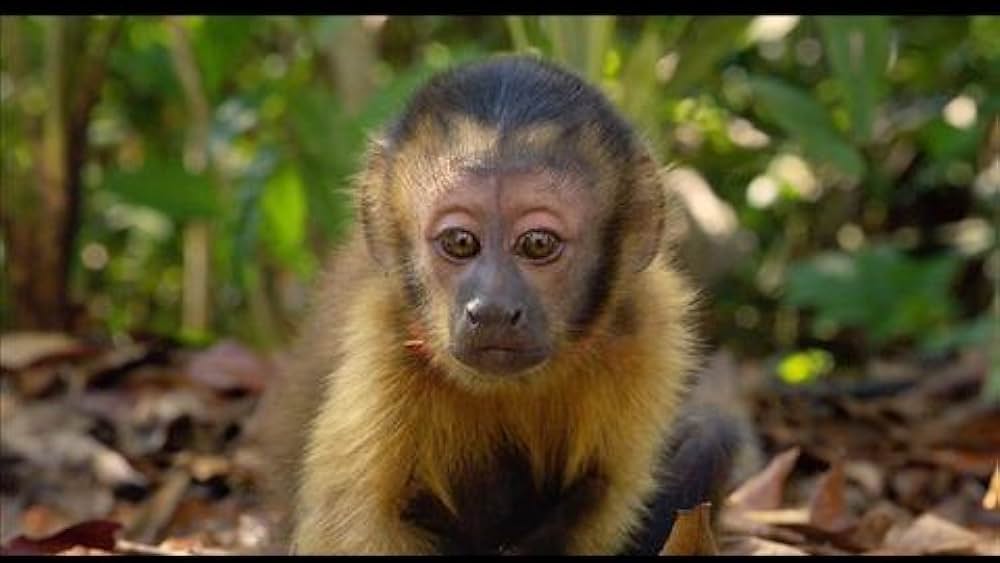 actor Luiz Bolognesi large photo