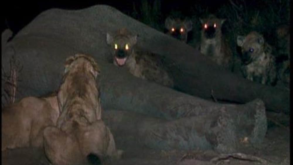 actor Beverly Joubert large photo