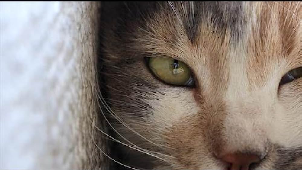 actor Arzu Göl large photo