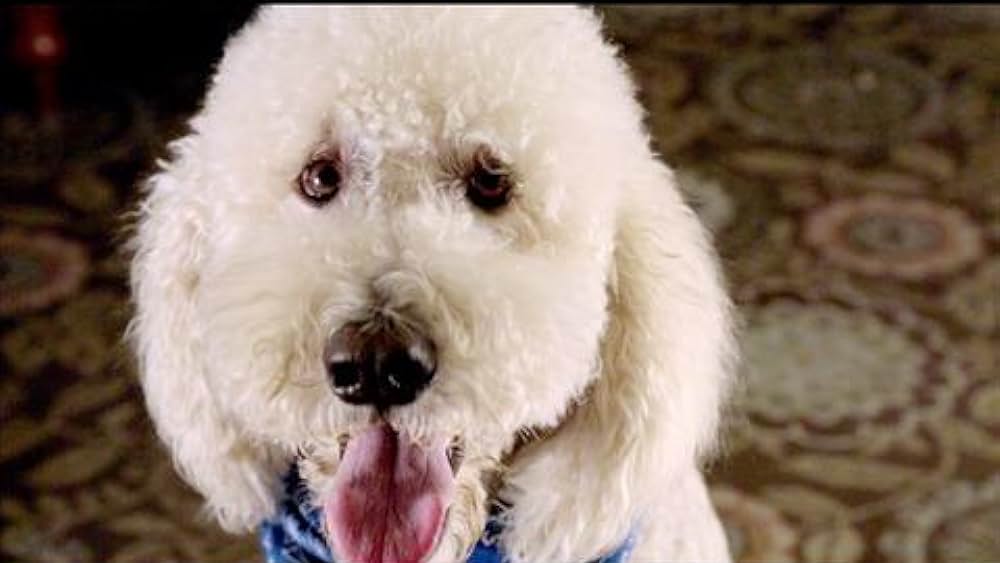 actor Matt Masella large photo