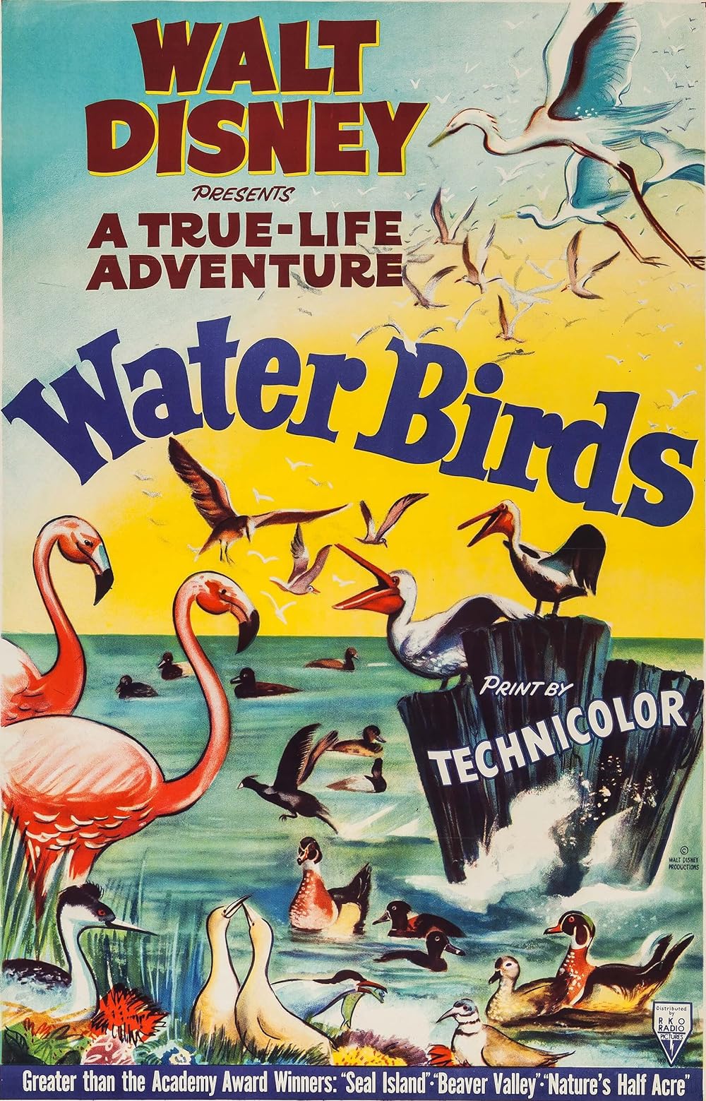 Les Oiseaux Aquatiques