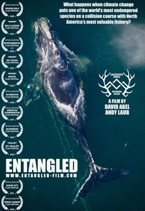 Baleines noires vs homards - La bataille du Maine