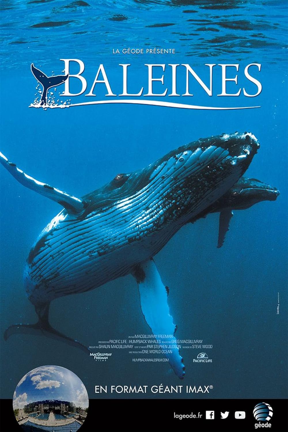 Baleines background