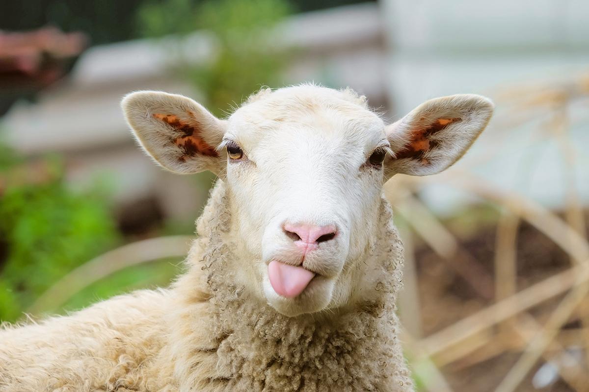 Wooly 🐑 Ramsden