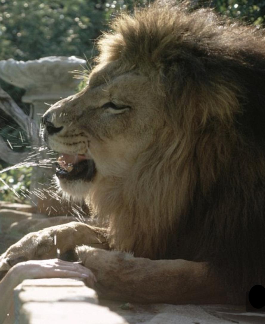 actor Neal large photo