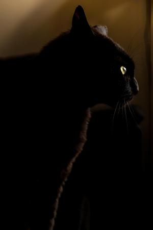 The Cat