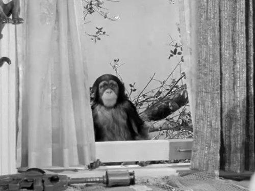 actor Judy the Chimpanzee large photo