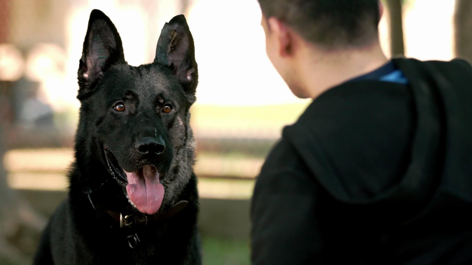 actor Argo large photo