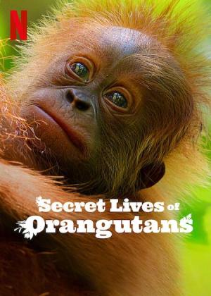 Secret Lives of Orangutans [Indonesian]