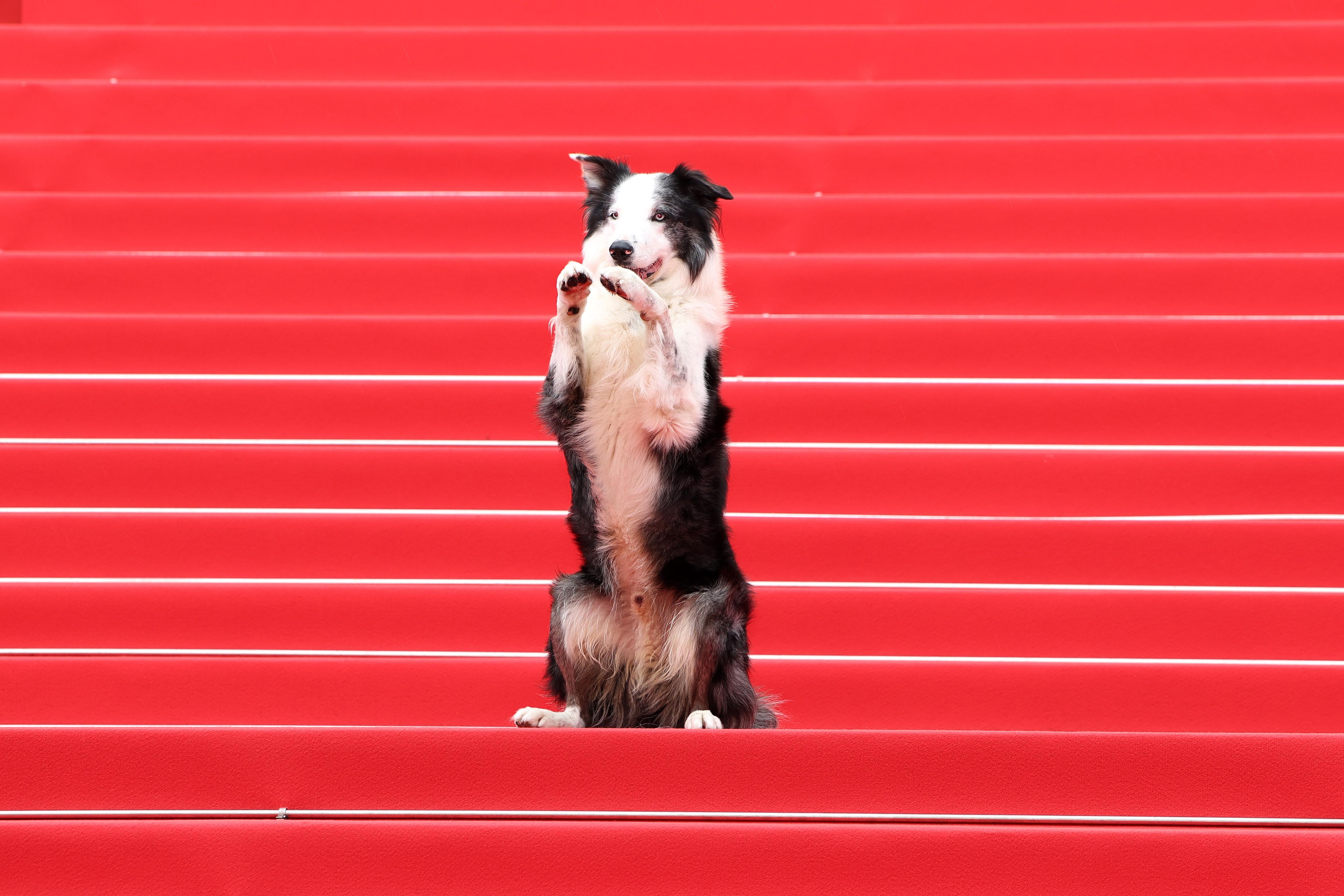 actor Messi large photo