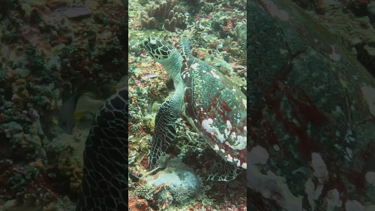 Underwater Adventures #Shorts