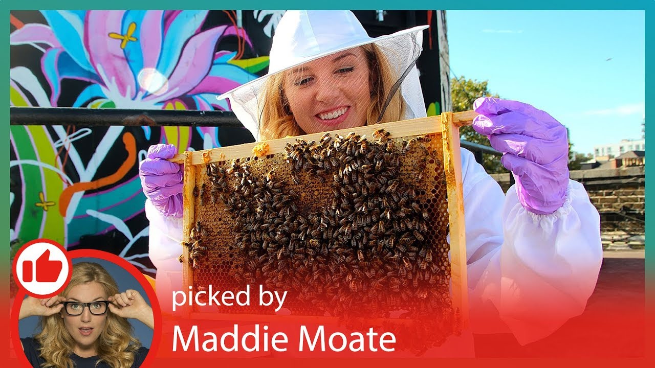 BEE Curious About The Environment!