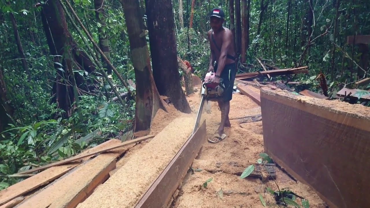 Chainsaw pro 1 dan new west 707 | gergaji mesin kayu | senso kayu | kayu bengkirai