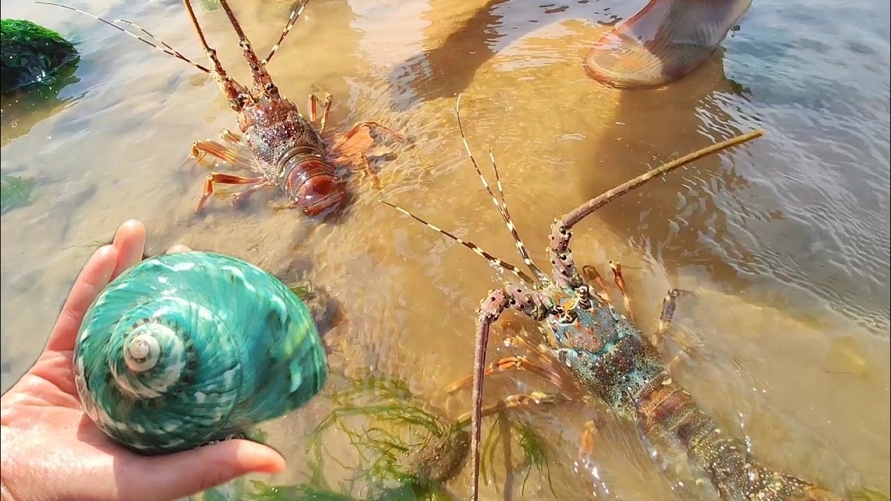 At low tide, lobsters line the beach. Pearls in blue shellfish. (2022) | Watch on Movi47