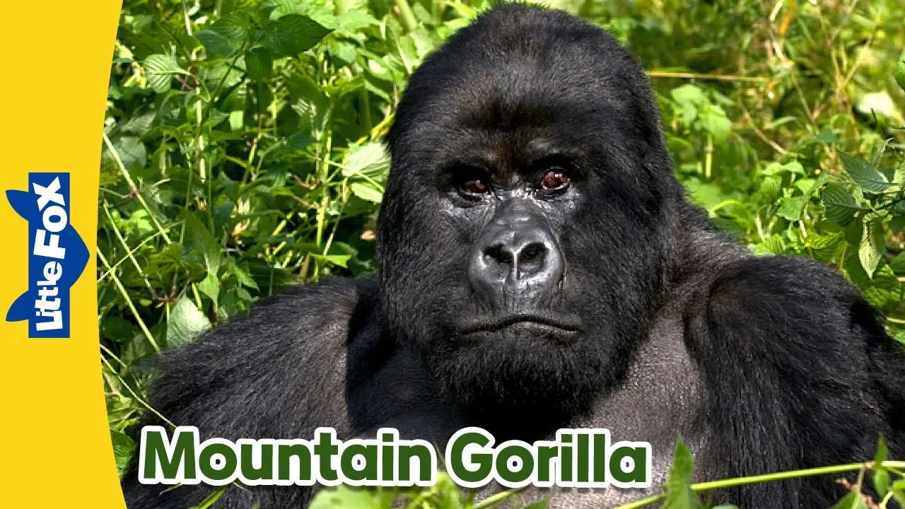 Meet the Animals | Mountain Gorilla | Wild Animals | Little Fox | Stories for Kindergarten background