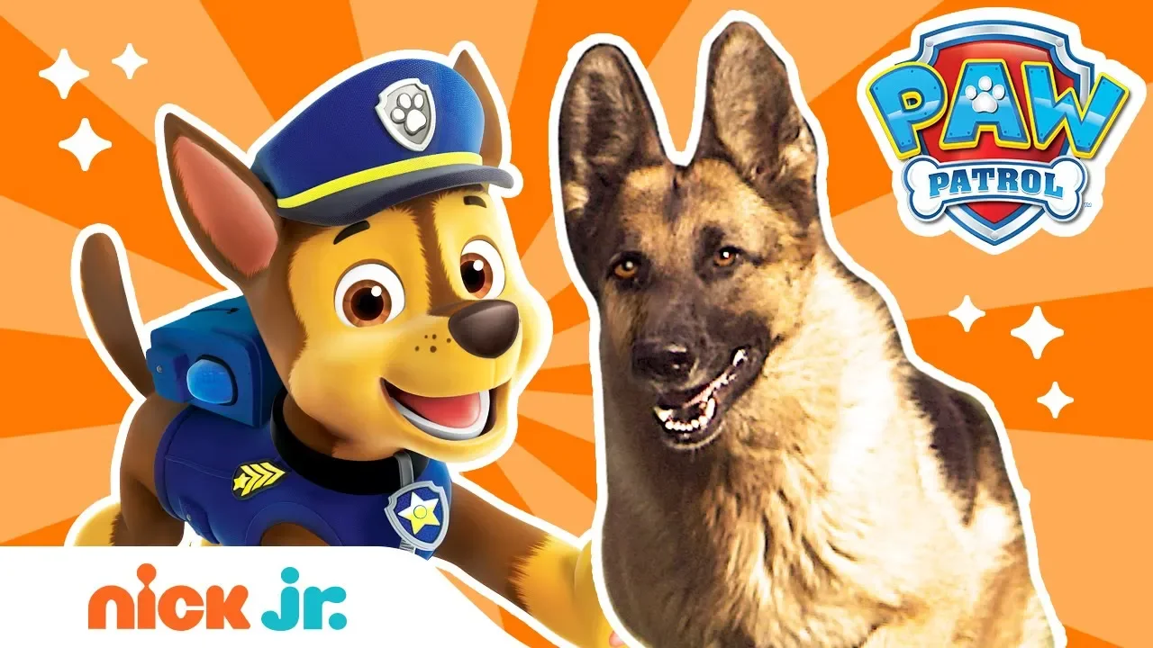 How To Be a Police Pup! 🚨 w/ PAW Patrol's Chase & REAL Dogs! | PAW Patrol | Nick Jr. background