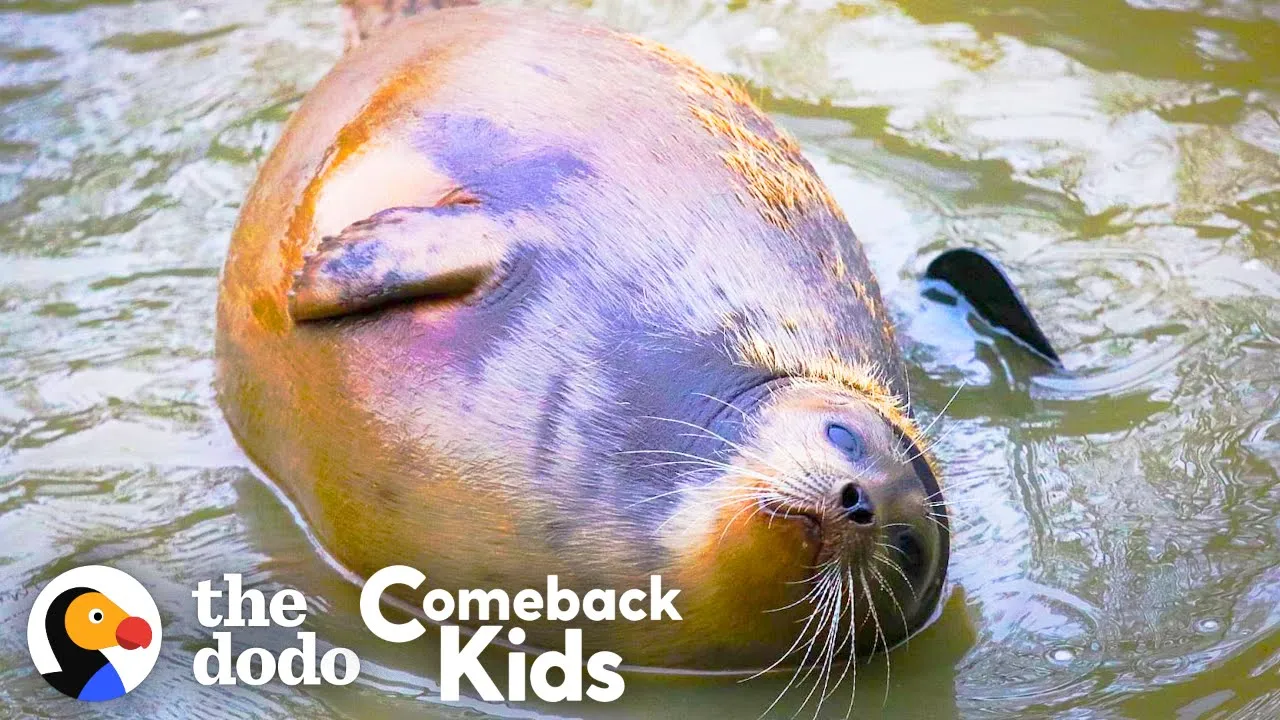 Tiny Lost Seal Grows Up To Be Blubbery And Hilarious | The Dodo Comeback Kids background