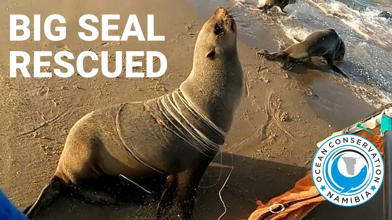Big Seal RESCUED from 45 strands of fishing line background