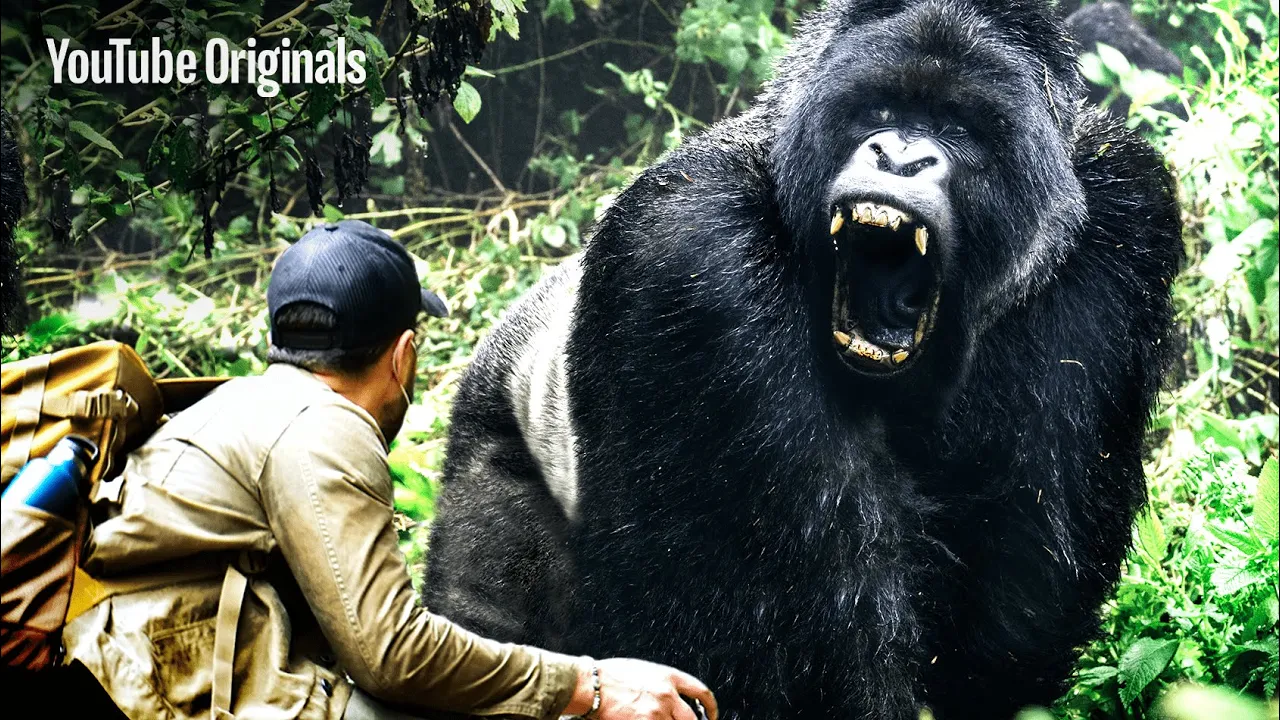 LARGEST Gorilla Found in Congo! | Brave Mission (2021) | Watch on Movi47