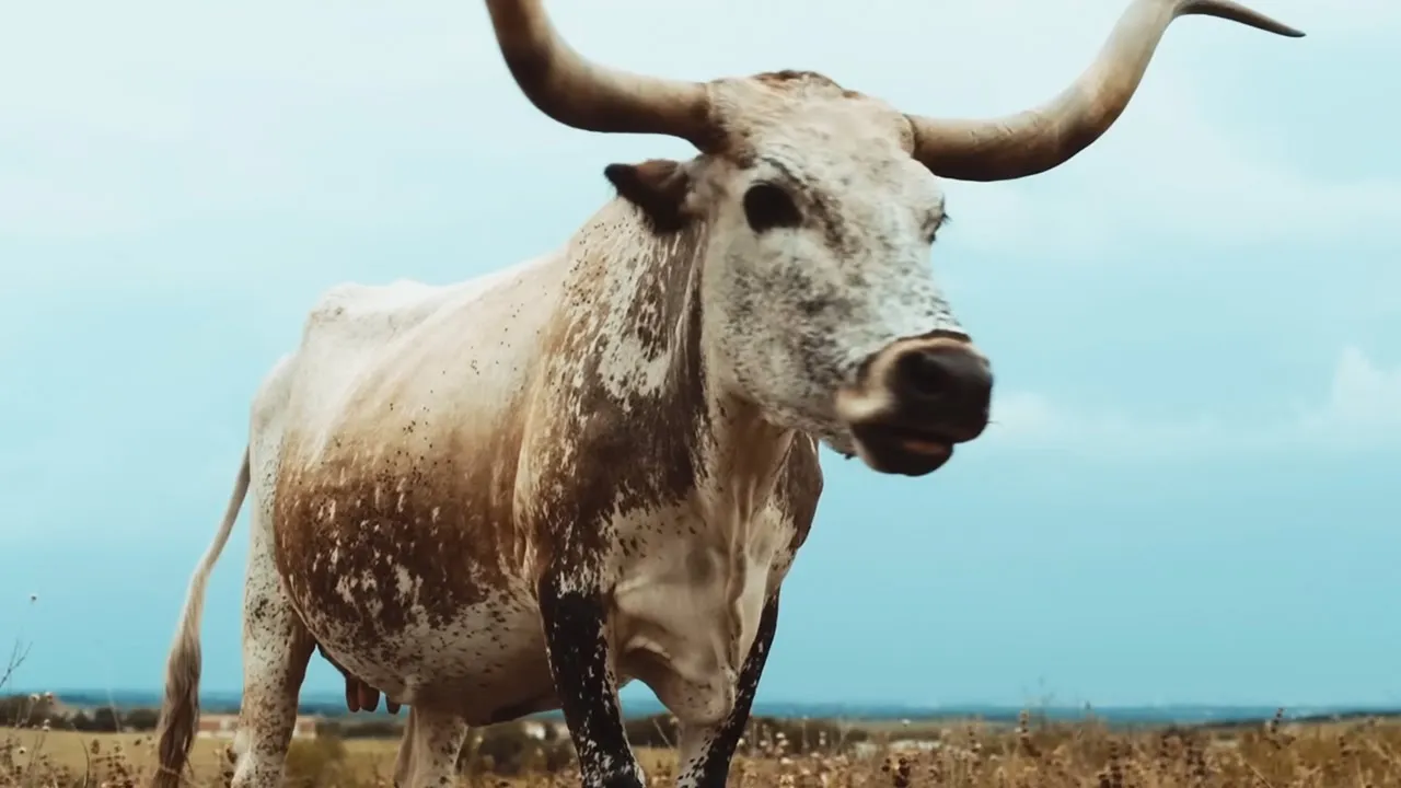 alt-J - Left Hand Free (Official Video) 1 backdrop