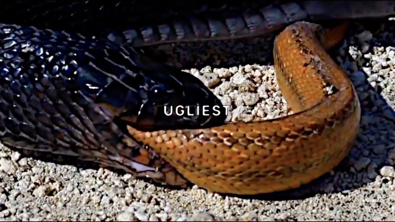 $UICIDEBOY$ - Ugliest (Lyric Video) backdrop