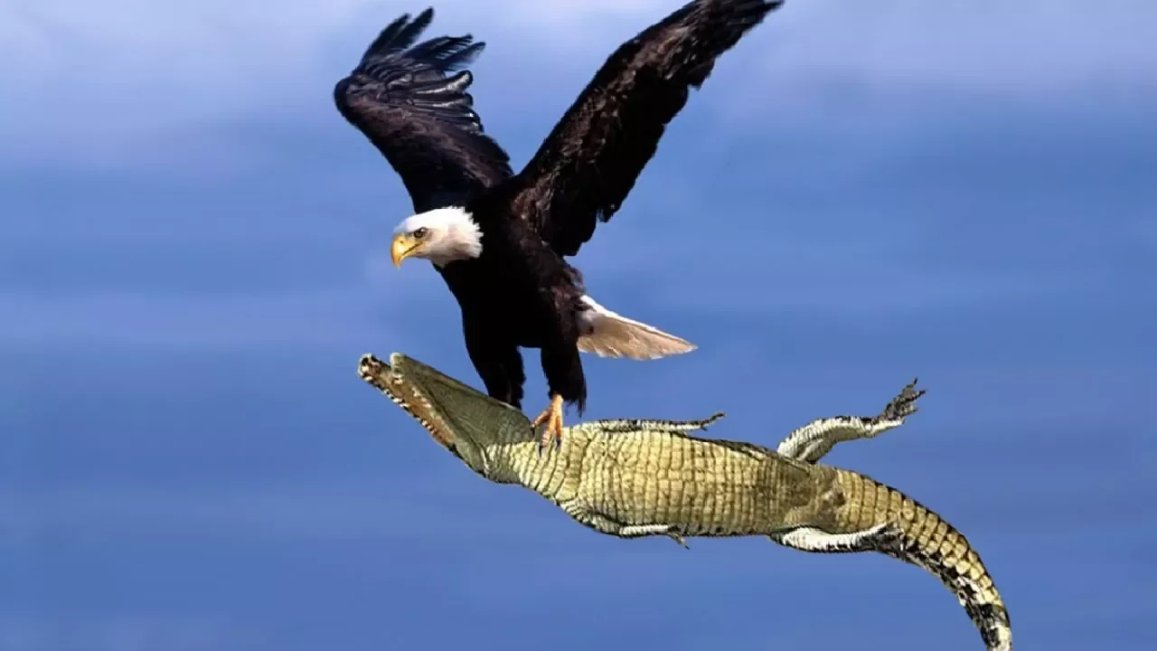 The Best Of Eagle Attacks 2018 - Most Amazing Moments Of Wild Animal Fights! Wild Discovery Animals (2018) | Watch on Movi47