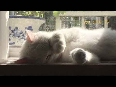 shoti - ldr (sped up) background