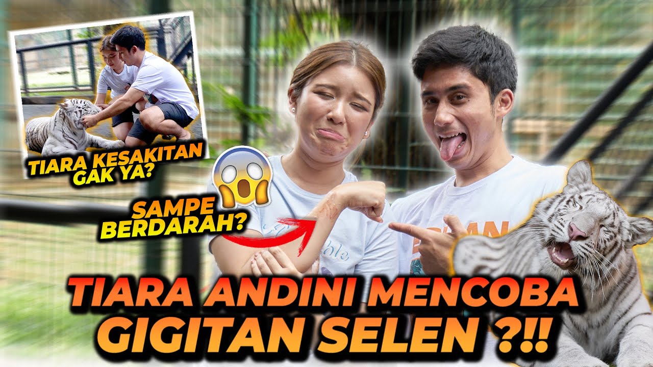 TIARA ANDINI DIG1G1T SAMA SELEN ! BEGINI RASANYA SETELAH DIG1G1T HARIMAU !! (2022) | Watch on Movi47
