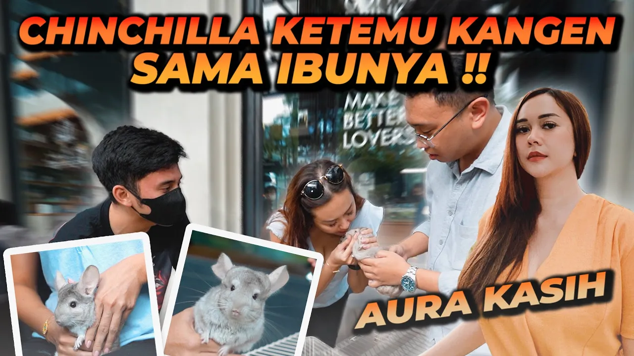 AURA KASIH KETEMU CHINCHILLA NYA YANG DIRAWAT ALSHAD AHMAD !! BINATANG TERLUCU DAN TERGEMAS !! (2021) | Watch on Movi47