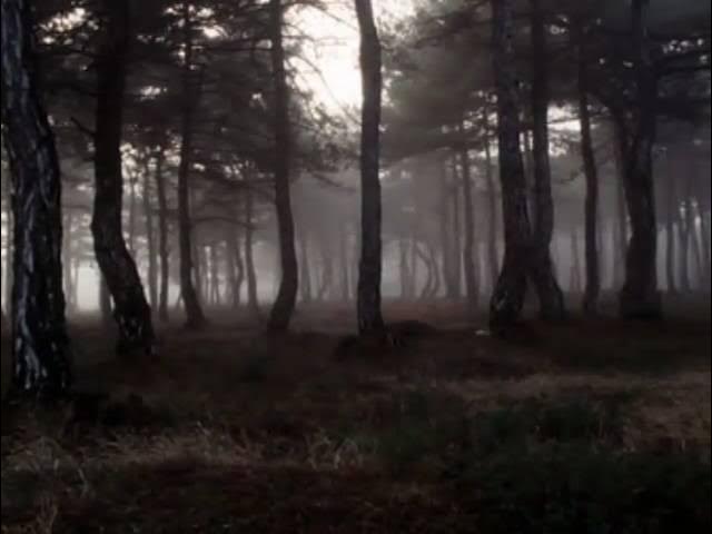 THE CURE - A Forest (lyrics) background
