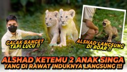 BARU KALI INI ALSHAD GA BERANI DEKETIN ANAK SINGA ! 2 ANAK SINGA LUCU BANGET TAPI….