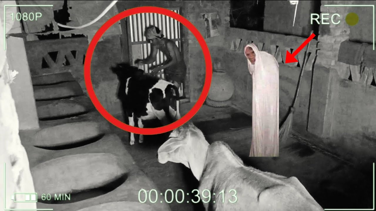 CCTV Record He was attacked by a gin while stealing a cow ||#cctv #cctvfootage