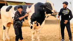 Living in a Cow Mandi for 24 Hours