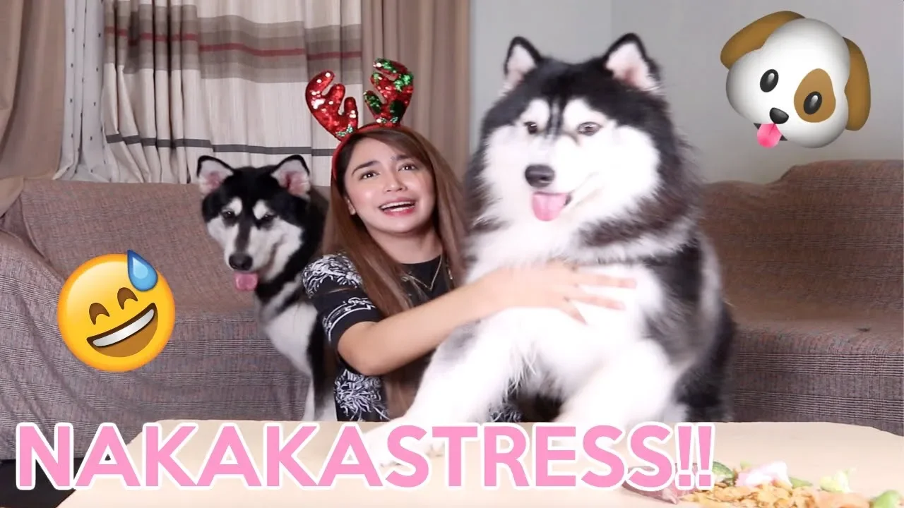 SINONG MAS PICKY HUSKY OR MALAMUTE background