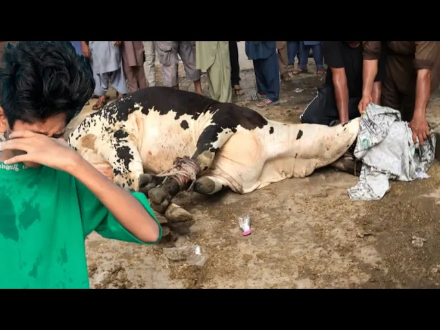 The End💔Meri Cow ki Qurbaani😓 backdrop