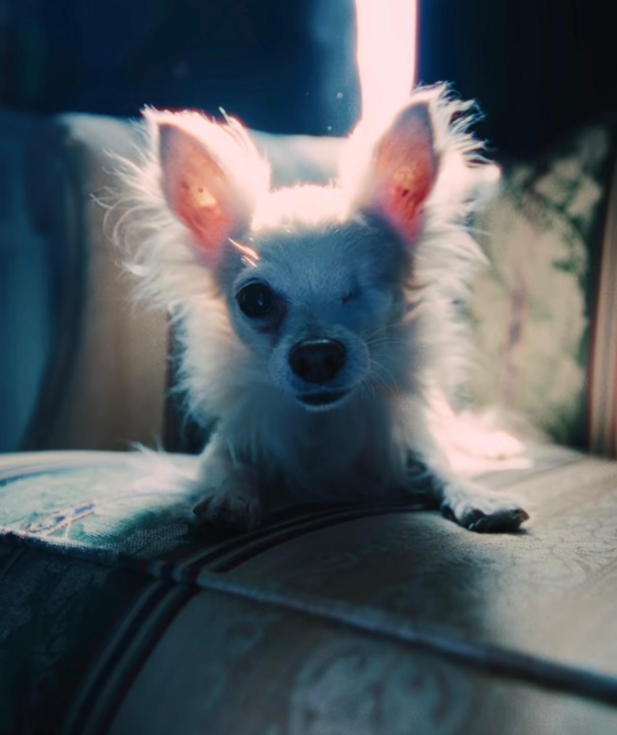 actor Stewie the Dog large photo