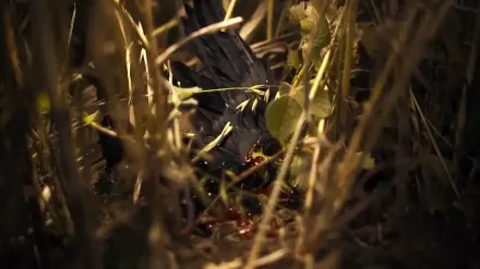 Trailer thumbnail