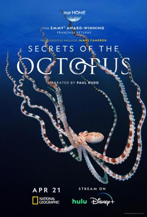 Secrets of the Octopus [Indonesian]