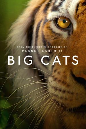 Big Cats [Kurdish]