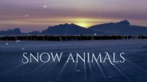 Snow Animals [ترجمة عربية]